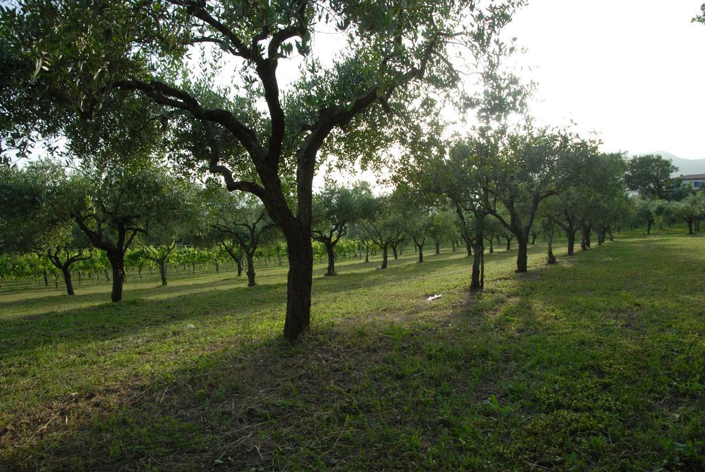 Tenuta Torellone San Potito Sannitico Экстерьер фото